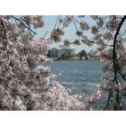 Washington: : Lincoln Memorial during the cherry blossoms