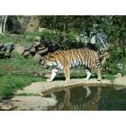 Philadelphia: : The tiger in the Philadelphia zoo