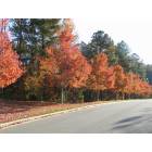 Sherrills Ford: Fall foilage along Capes Cove Drive in Northview Harbour
