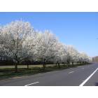 Charlotte: : Spring flowering trees