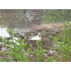 Framingham: Mother swan on next in Gleason's Pond