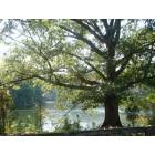 Suwanee: Big tree at Sims Lake Park