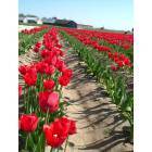 Mount Vernon: The Tulip Festival in Mount Vernon