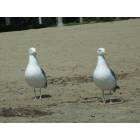 San Diego: : Twins of a sea gull