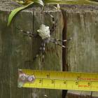 Kihei: Garden spider on a pole - These ave very common after it rains!