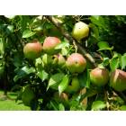 Four Oaks: Pears growing in a tree on Stanley Street
