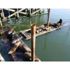 Newport: : Sea lions on the bayfront