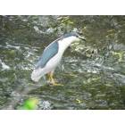 Watchung: Bird Found in the Stream in Middle of Watchung Circle