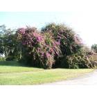 Cocoa: 60 foot Bougenvilla on Mac Farland Drive Off Indian River Drive