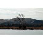 Pierre: : the only tree on the shore mid winter at the river