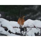 Marquette: : This robin is feeling a bit out of place in the blizzard of April 2007!