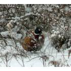 Wellsboro: : Winter Ring Neck Pheasant