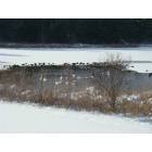 Clear Lake: : Trumpeter Swans on Clear Lake South- 19 of them have over-wintered here.