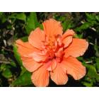 Sarasota: : Flower