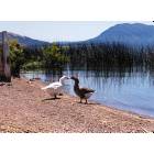 Nice: : Kissing Geese & Mt. Konocti