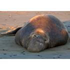 Cambria: : Home of the Elephant Seals