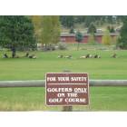 Estes Park: : Estes Park Golf Course is visited by Elk
