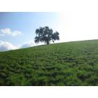 Chino Hills: : Lonely tree