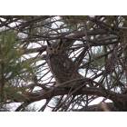 Albuquerque: : Great Horned Owl