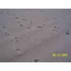 Biloxi: : Footprints in the clean sand 2 years after Katrina's wrath!