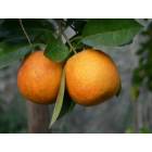 Orlando: : Oranges on the tree