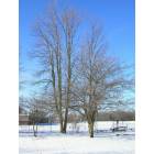 Birch Run: : Bare tree in the snow at Silver Creek Aprtments