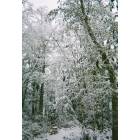 Freeland: : Forest in Holmes Harbor after snowstorm 2008