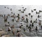 Pierre: : Ducks on Capital Lake