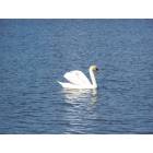 Lakeland: : Swan at Lake Morton-2