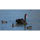 Lakeland: : Swans of Lake Morton