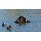 Lakeland: : Swans of Lake Morton2
