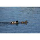 Lakeland: : Swans of Lake Morton3