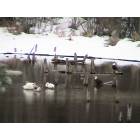 Troy: A pair of Bald Eagles with the White Swans, headwaters of Lake Creek