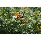 Albemarle: A butterfly visits a flower garden on Mountain Creek Road.