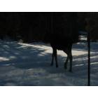 Sterling: The shovel in my front yard is taller than the Baby Moose or is it?