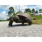 North Port: : North Port's animals share the city with us