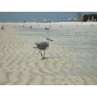 North Port: : Our buddy on the beach