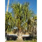 North Port: : We have some great palms in North Port