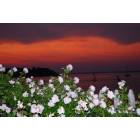 Keyport: : Sunset on Raritan Bay from our gardens, Keyport