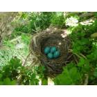 Exmore: : Birds Nest in my Yard In Exmore