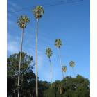 Alameda: : Palms in Lincoln Park
