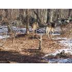 White tailed deer in backyard, Pound Ridge, NY