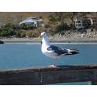 Cayucos: A beautiful bird on the pier in Cayucos.