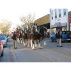 Palatka: : The Clysdale horses parading down St. Johns Avenue