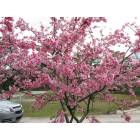 Palatka: : Cherry Blossom Tree in Palatka