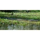 Pearl River: Big Alligator, this is the Pearl River. Honey Island Swamp Tour