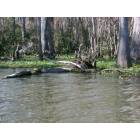 Pearl River: Honey Island Swamp Tour, picture of the Pearl River swamp