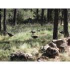 Timberon: Wild Turkeys wandering through our backyard in Timberon