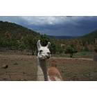 Strawberry: : Bed and Breakfast in Strawberry that uses pack llamas for hiking