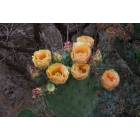 Strawberry: : Cactus in Fossil Canyon